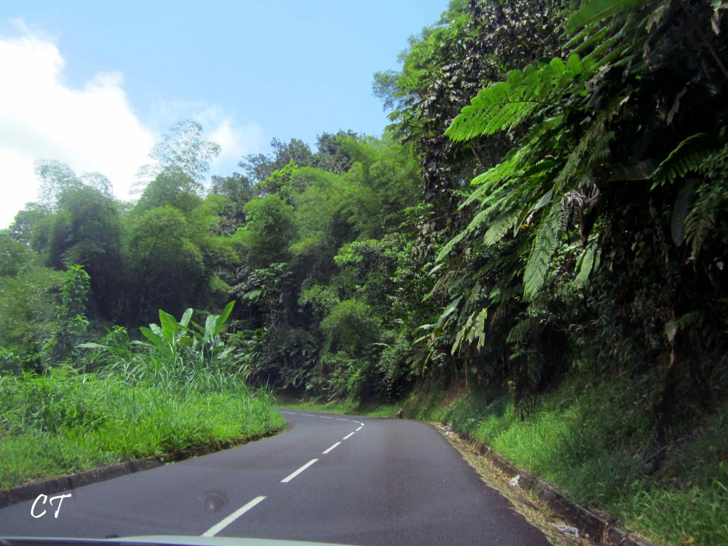 Martinique, la Route de la Trace et les Gorges de la Falaise | Creative