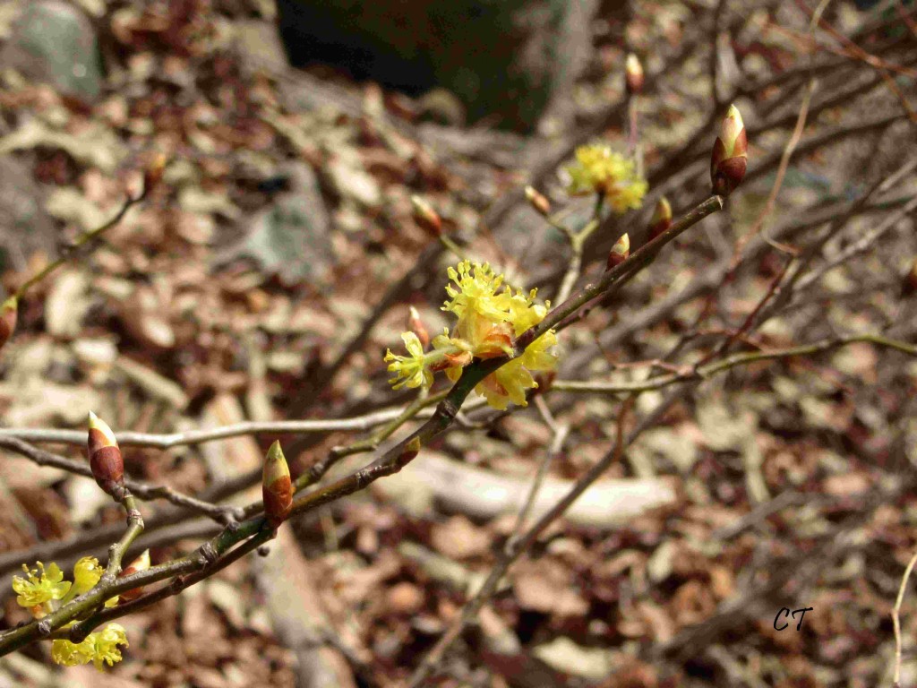 IMG_9222